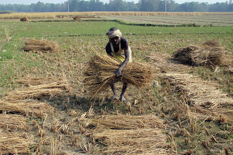 Farmer in South Asia