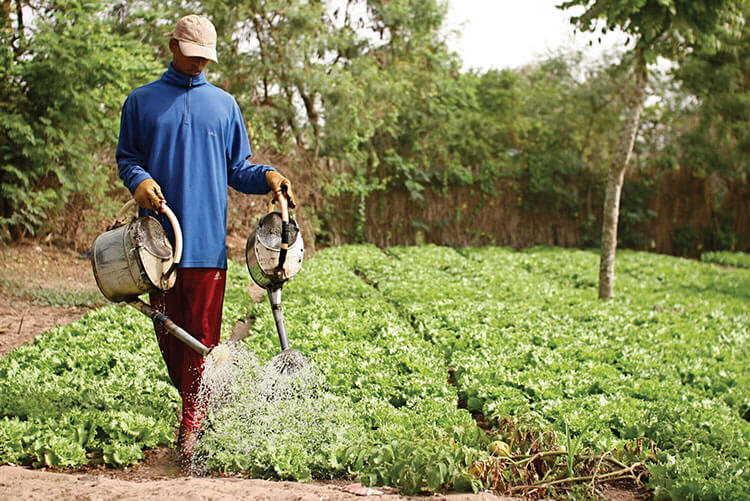 Farmer watering crops