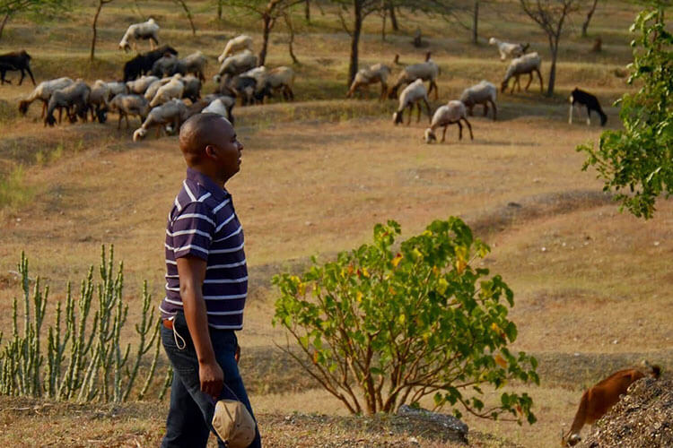 Goat herder surveying his flock